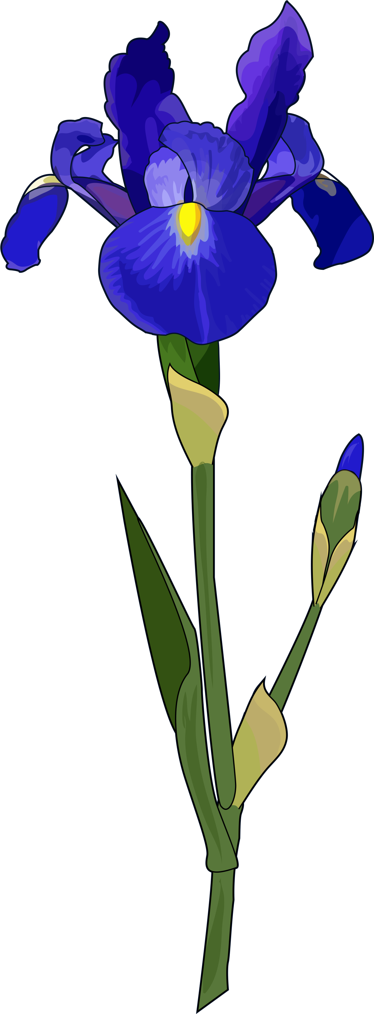 Iris - Blue Iris Flower (2480x3508), Png Download
