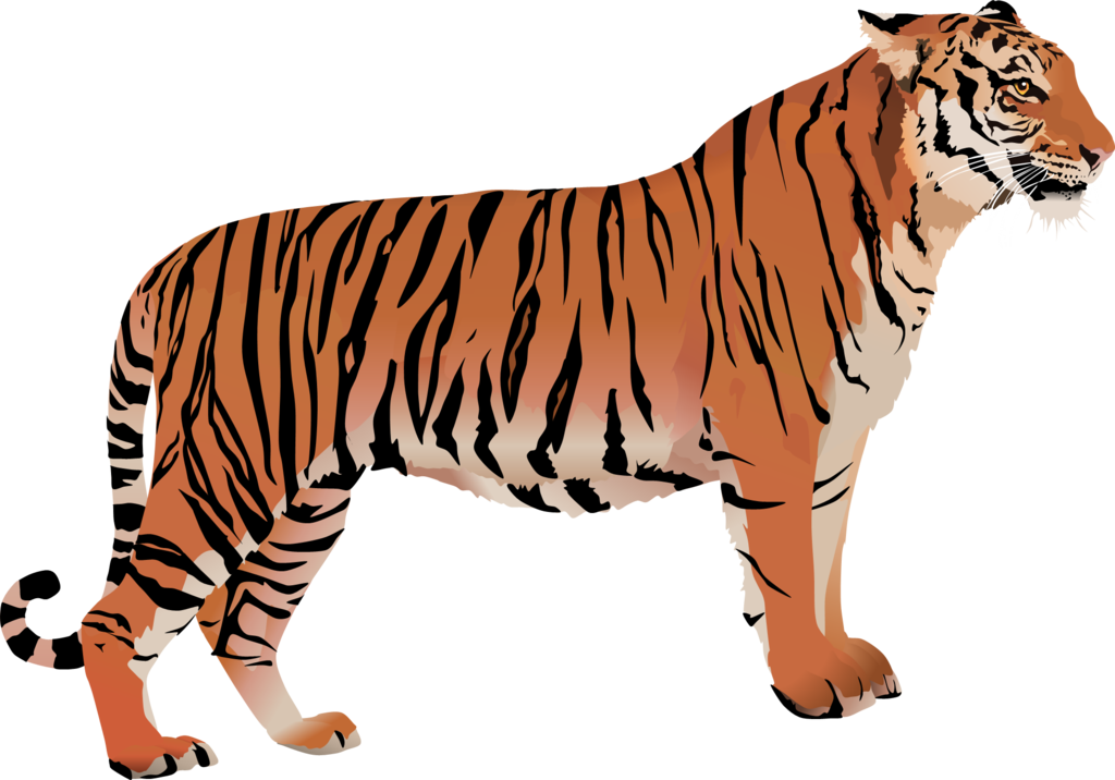 Tigger - Bengal Tiger Transparent (1024x716), Png Download