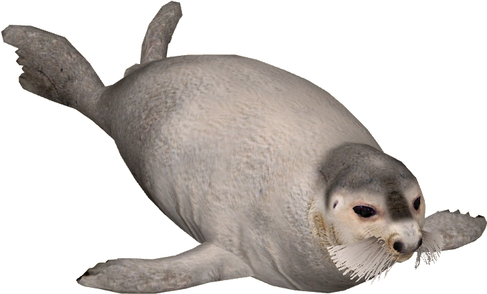 Bearded Seal - Seal Animal Png (705x705), Png Download