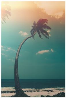 Coconut Palm Tree On Tropical Ocean Beach, Vintage - Photography (400x400), Png Download