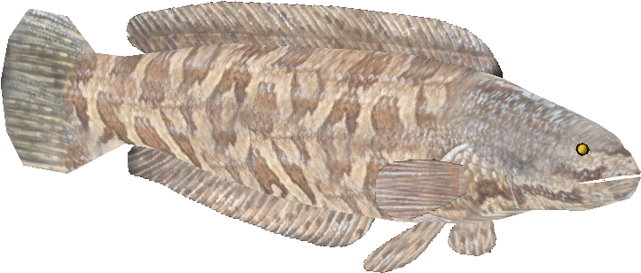 Northernsnakeheadcj - Cabezon (fish) (755x755), Png Download