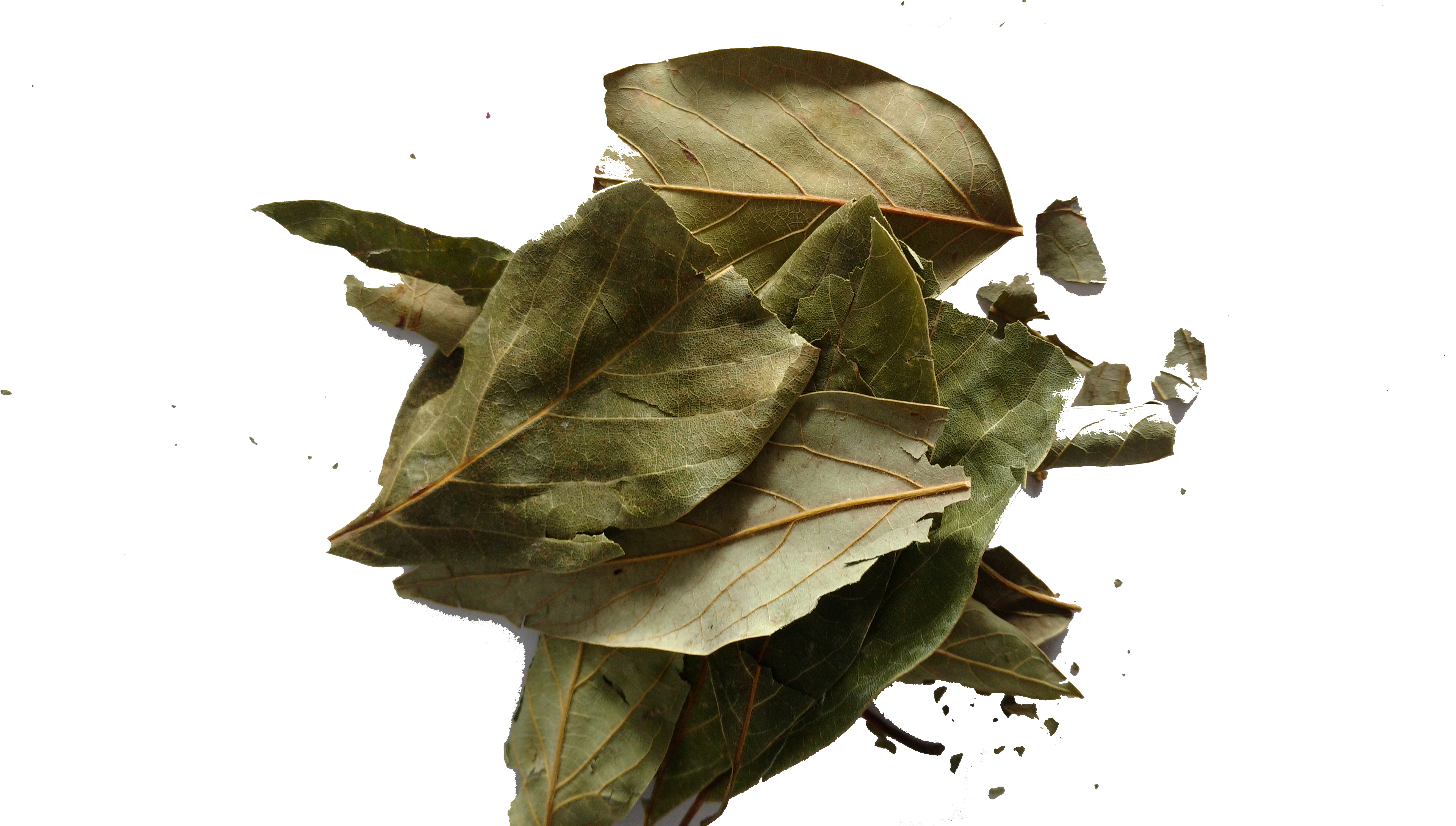 Hoja De Aguacate Entero - Avocado (5344x3006), Png Download