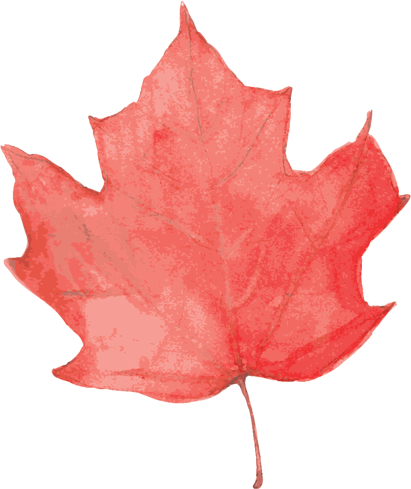 Water Red Maple Leaf Cartoon Transparent - 枫叶 素材 (1024x1024), Png Download