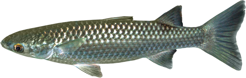 Mullet Species - Florida (800x255), Png Download