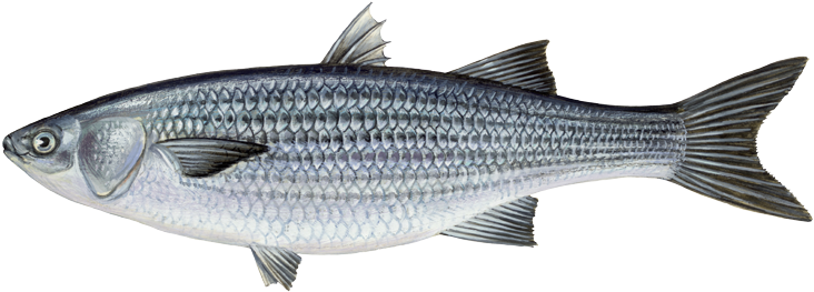 Mullet - European Sea Bass Drawing (768x336), Png Download
