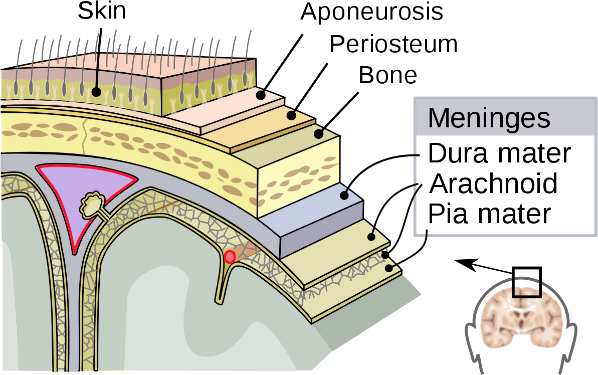 File - Meninges-en - Svg - Duramadre Aracnoides (1280x830), Png Download