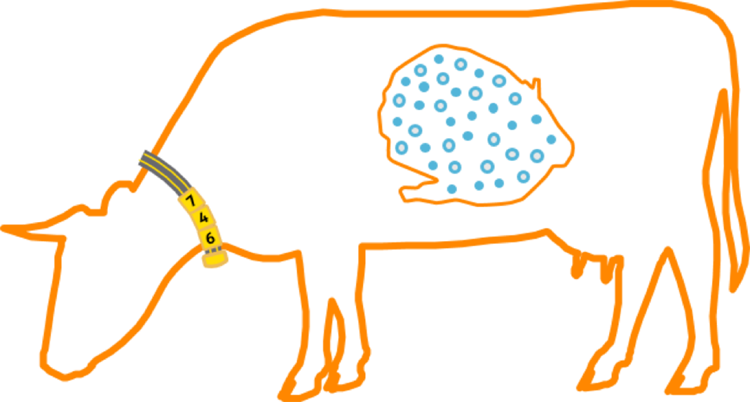 Nedap Smarttag Neck - Cow Rumen Png (1070x574), Png Download