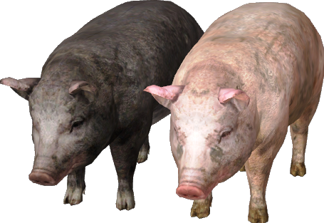Pig Png (455x313), Png Download