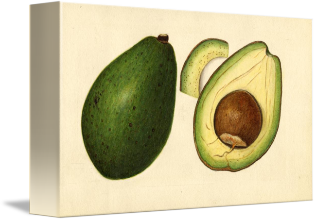Vintage Illustration Of An Avocado 2 By Alleycatshirts - Illustration (650x453), Png Download