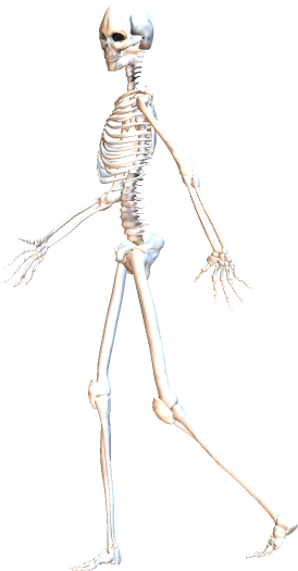Skeleton Walking 6 - Skeleton Walking Gif Png (388x583), Png Download