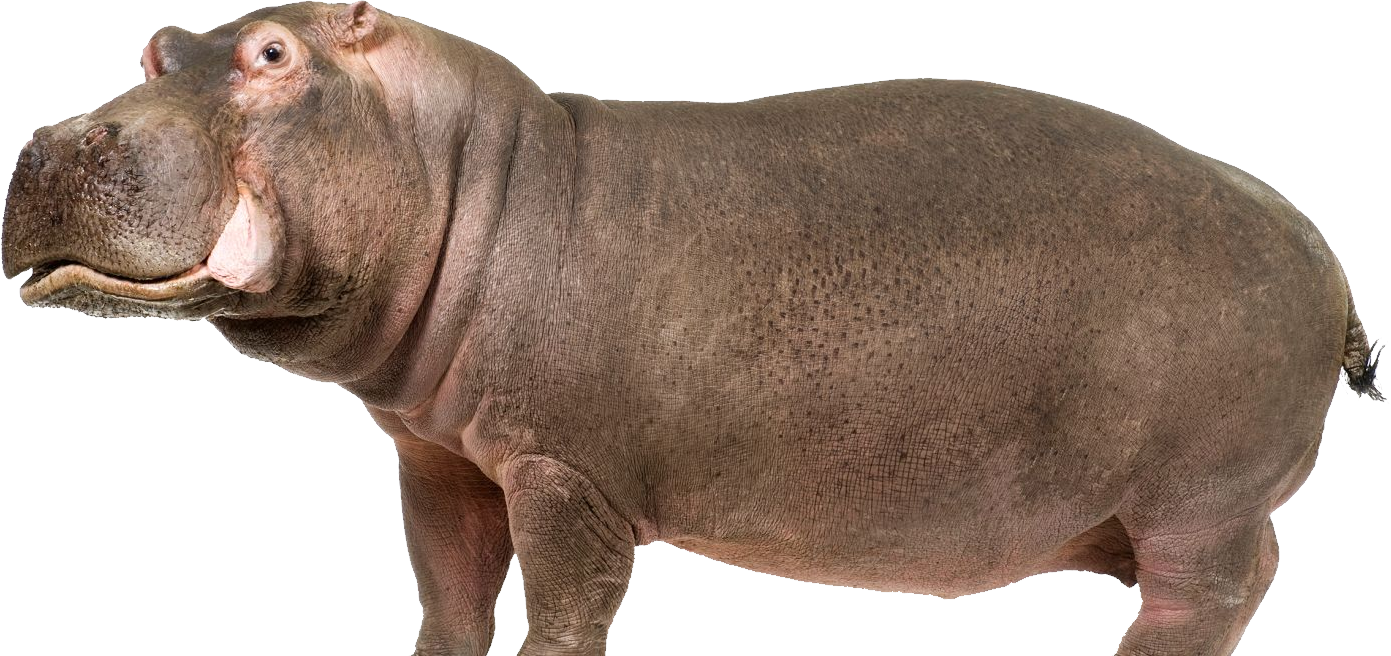 Hippo Png (1391x656), Png Download