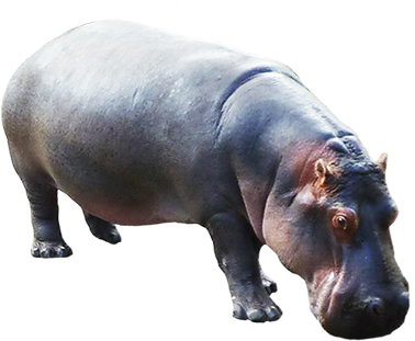 Transparent Animals Hippopotamus - Hippo Png (413x327), Png Download