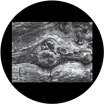Wood Texture 1 Gobo - Tree Wood (400x400), Png Download