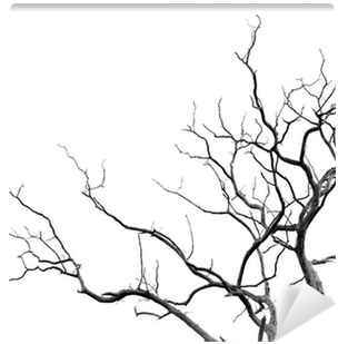 Svartvitt Träd (400x400), Png Download