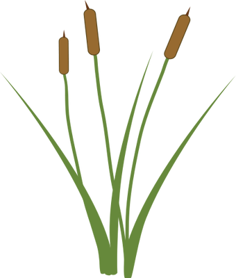 Cattail - Cat Tail Plant Png (340x400), Png Download