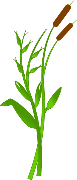 Cattail 2 - Grass Border Clip Art (258x598), Png Download