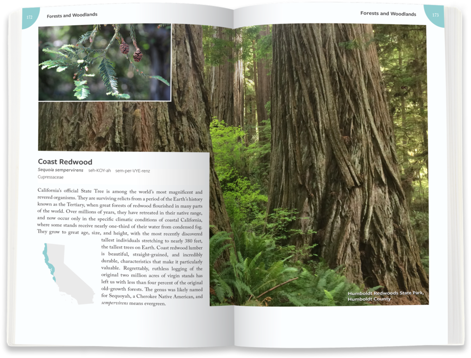 Redwoods1 - Portable Network Graphics (1000x763), Png Download