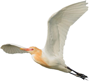 Eastern Cattle Egret - Egret (662x540), Png Download