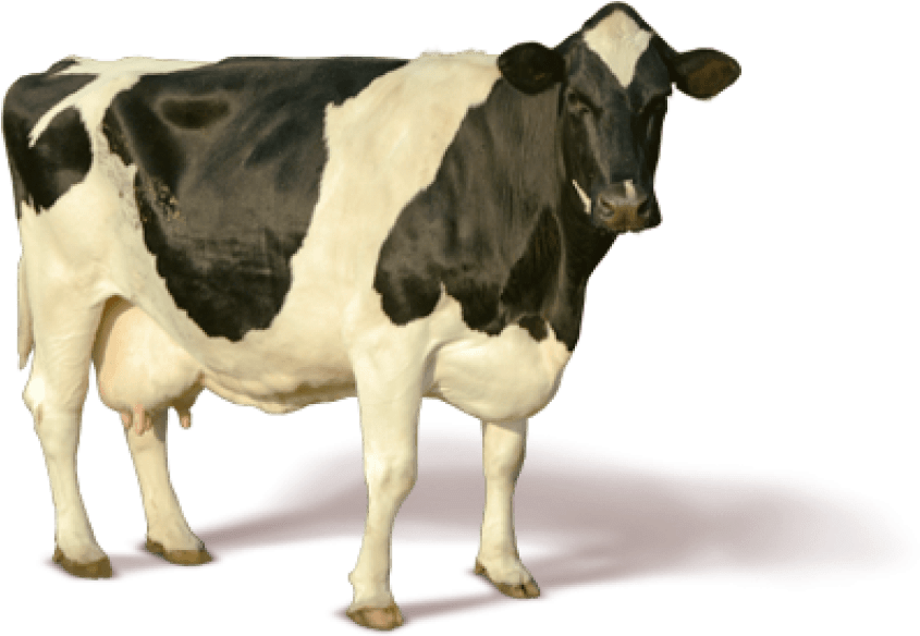 Free Png Cow Png Images Transparent - Cow Png (850x621), Png Download
