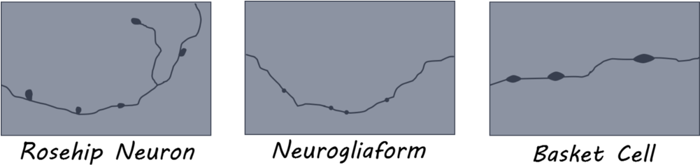 Rosehip1800 - Personalized Bridesmaid Tote Bags Personalized Tote, (1000x263), Png Download