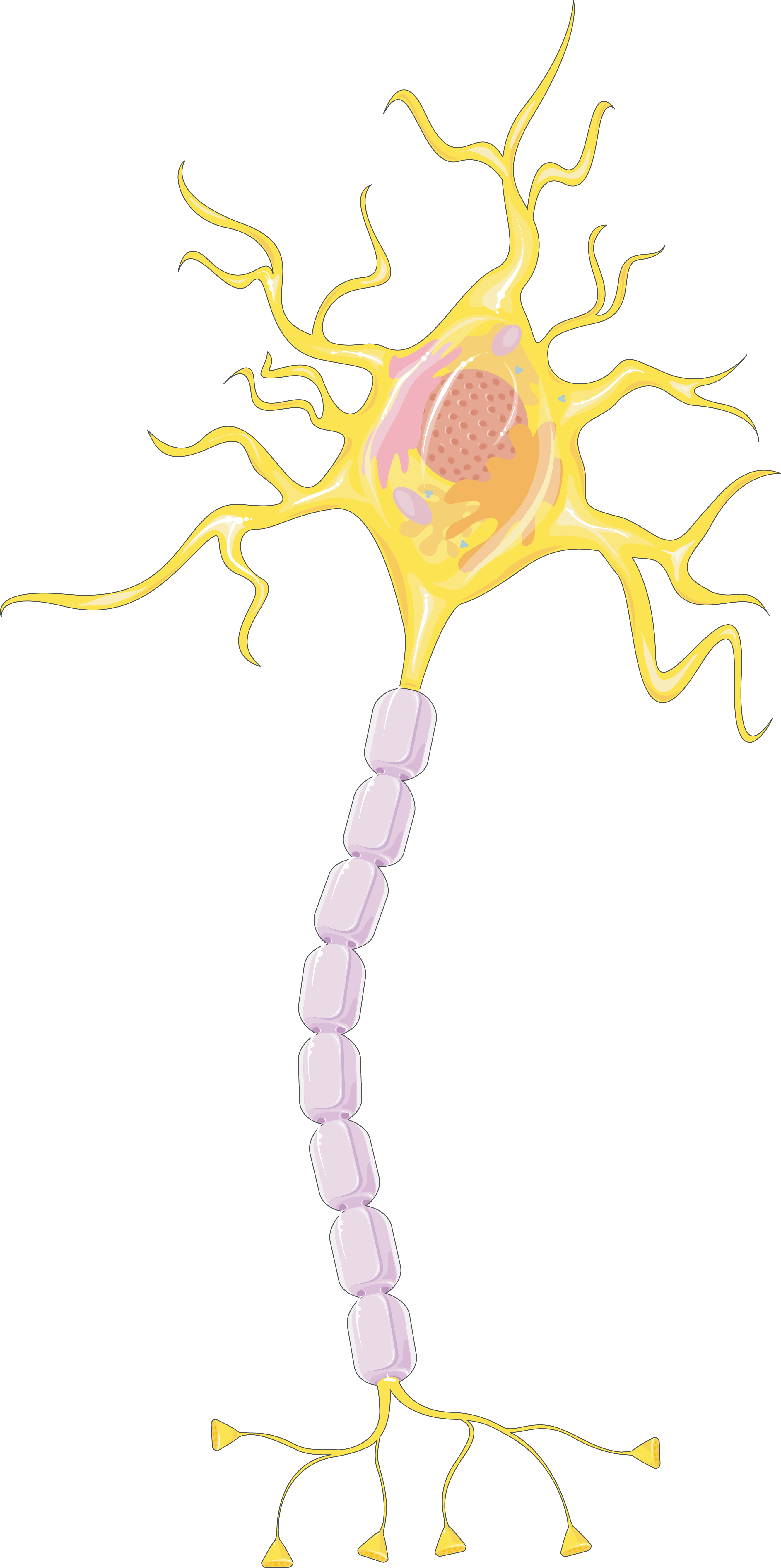 Download The Image - Servier (2667x5353), Png Download