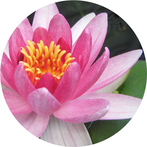 July Water Lily - Water Lily (901x822), Png Download