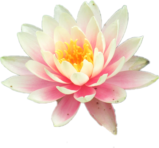Water Lily Clipart Teratai - Sacred Lotus (518x480), Png Download