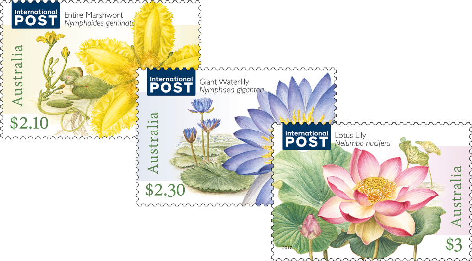 Water Plants Set Of Stamps - Sacred Lotus (970x545), Png Download