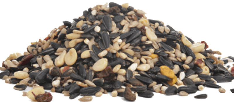Seeds Clipart Bird Food - Pebble (800x350), Png Download