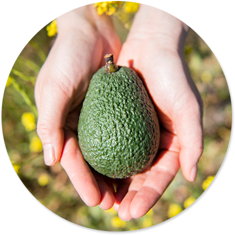 Plant Sterols And Lifestyle - Muscle (800x472), Png Download