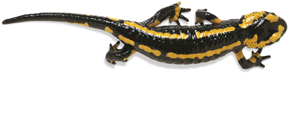 Salamander Png Photos - Salamander Png (640x349), Png Download