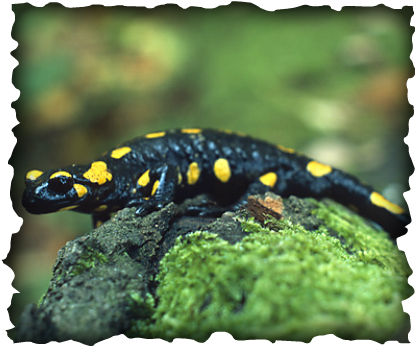 Fire Salamander (415x346), Png Download