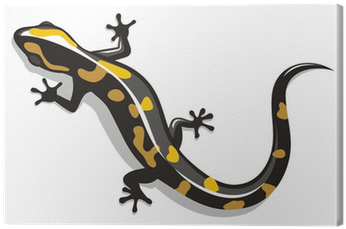 Salamandra Vector (400x400), Png Download