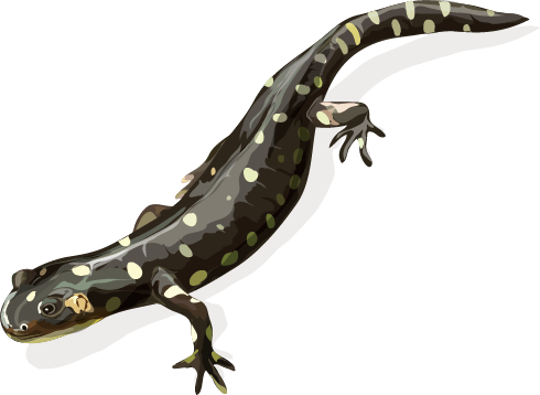 California Tiger Salamander - California Tiger Salamander Png (490x358), Png Download