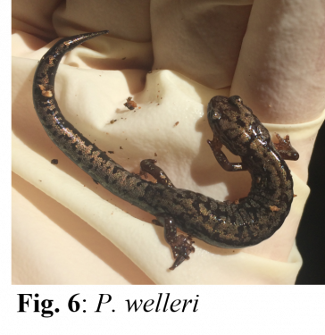 Weller's Salamander - Cartilaginous Joints (364x375), Png Download