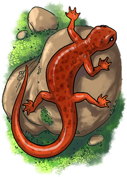 Salamander (338x402), Png Download