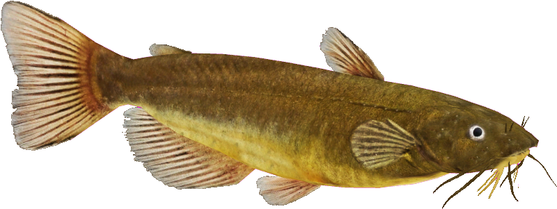 Catfish Png Image - Black Bullhead Fish Png (837x335), Png Download