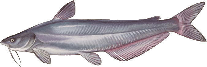 Catfish Types (768x432), Png Download