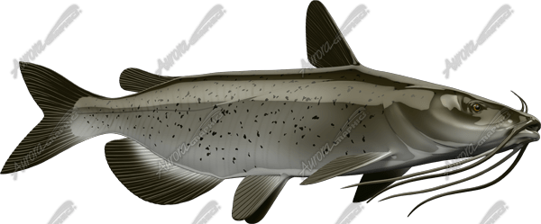Catfish - Pacific Sturgeon (600x249), Png Download