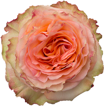 Rose Colosseum (500x500), Png Download