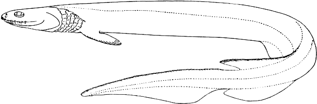 Frilled Shark - Cá Mập Nguyên Thủy (700x258), Png Download