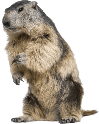 Beaver Standing - Beaver Transparent (318x400), Png Download