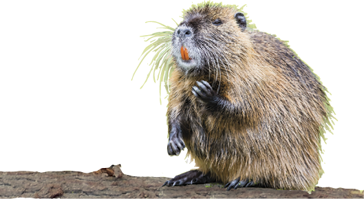 Beaver - Punxsutawney Phil (529x289), Png Download
