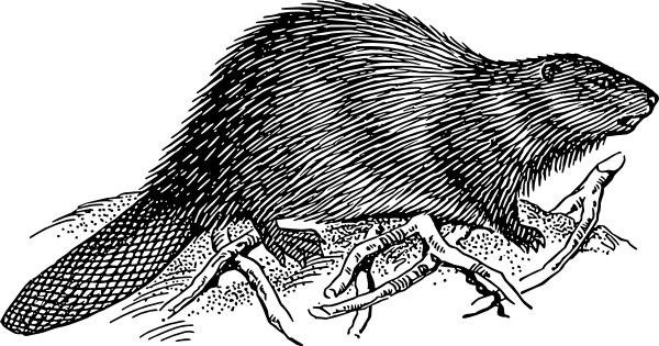 Beaver - Beaver Black And White (600x315), Png Download