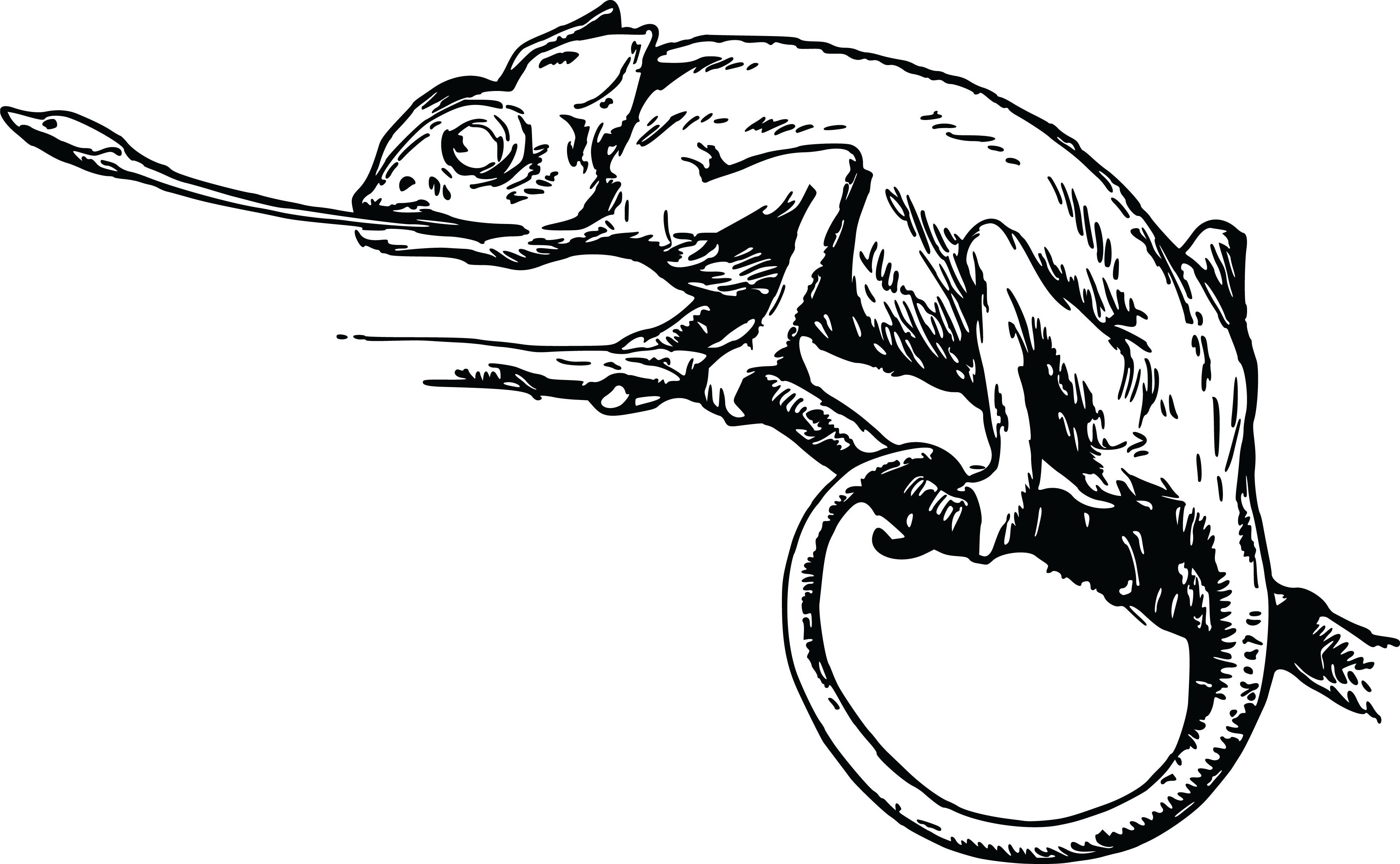 , , - Black And White Chameleon Lizard Clipart (4000x2469), Png Download