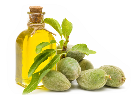 Free Icons Png - Almond Oil Transparent Png (498x423), Png Download