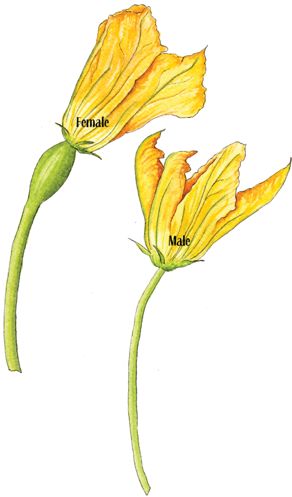 Squash Flower Female Male - Male Female Cucumber Blooms (616x1024), Png Download