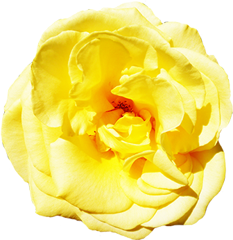 Yellow Rose With Leaves - Rose (354x349), Png Download