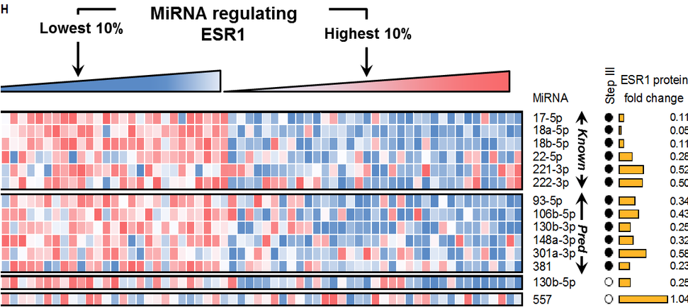Cupid Predicts Microrna Targets - Baylor College Of Medicine (970x444), Png Download