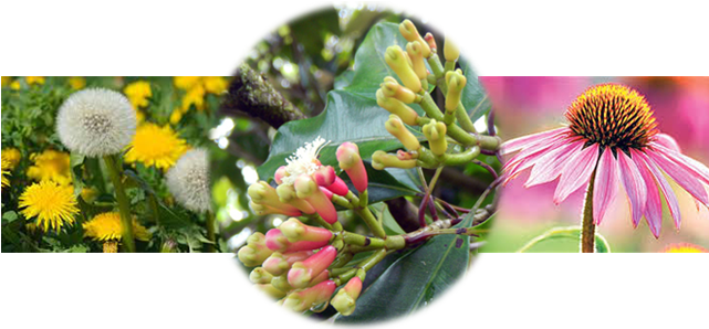 Medicinal Gardening At Whistling Gardens - Medicinal Plants Transparent (640x325), Png Download